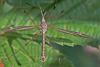 Tipula sp.